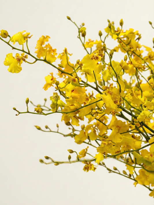 Sunlight Dance: Vibrant Oncidium Orchid Arrangement