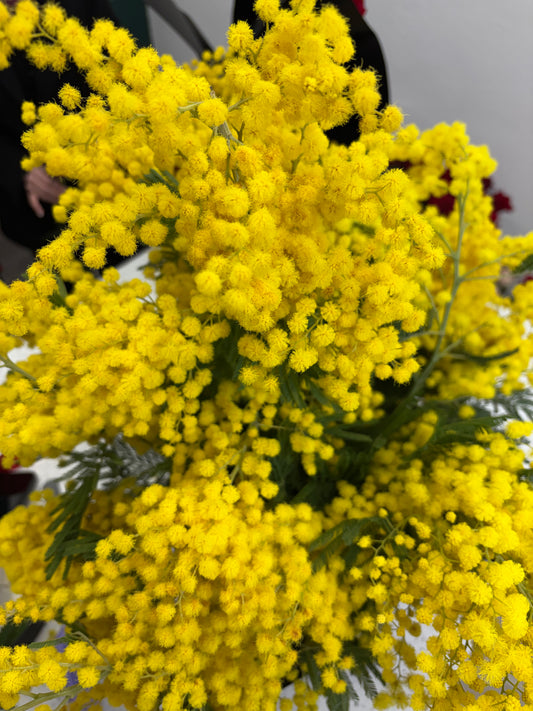 Sunshine Whisper: Fresh Italian Mimosa Vase Arrangement