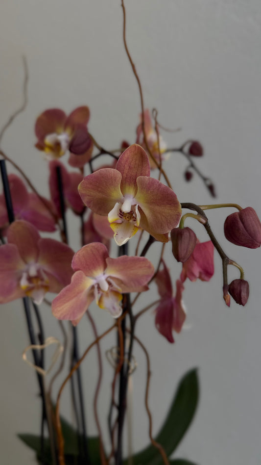 Dusty Rose Phalaenopsis Orchid with Gold Heart