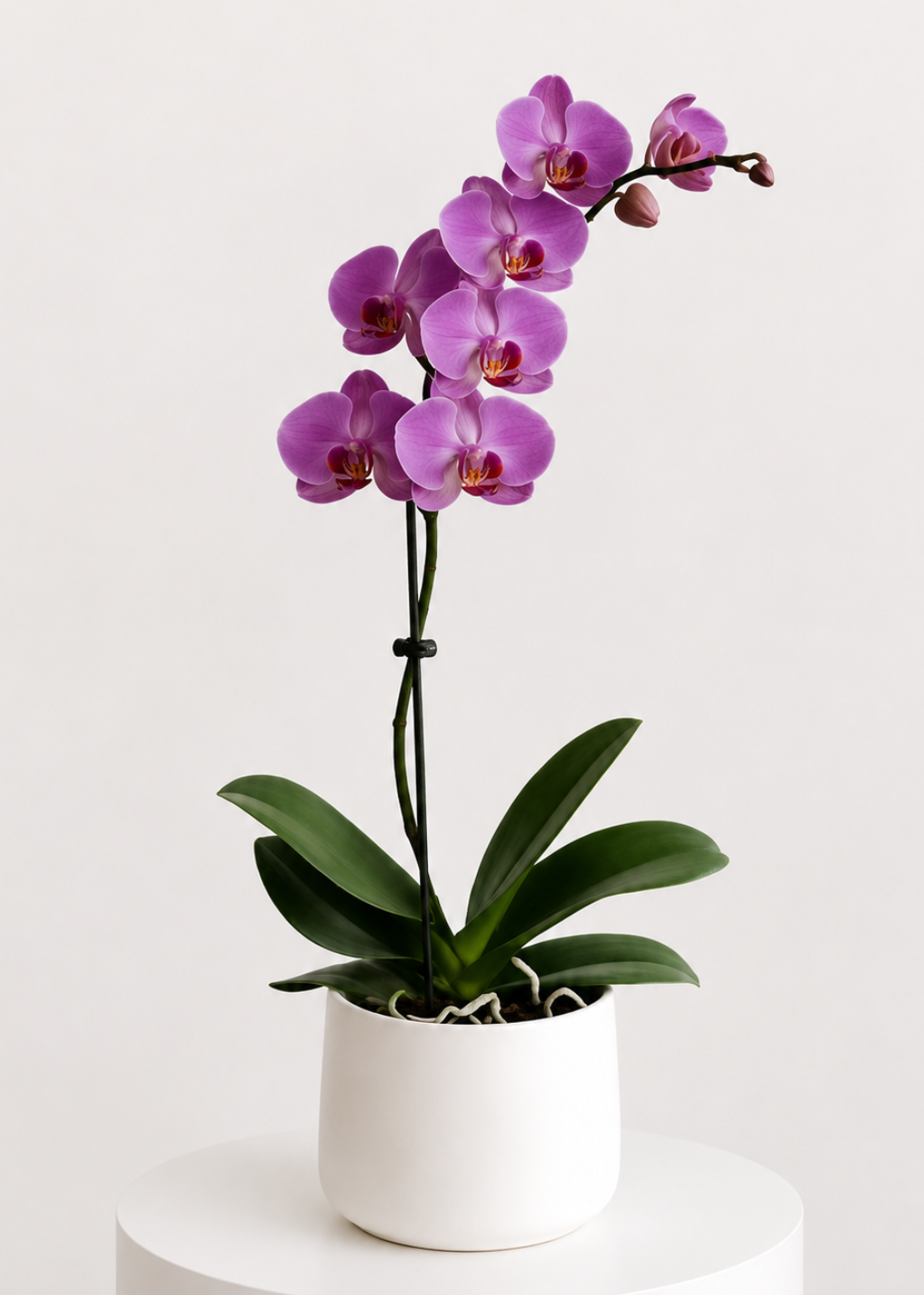 Amethyst Orchid