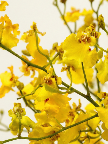 Sunlight Dance: Vibrant Oncidium Orchid Arrangement