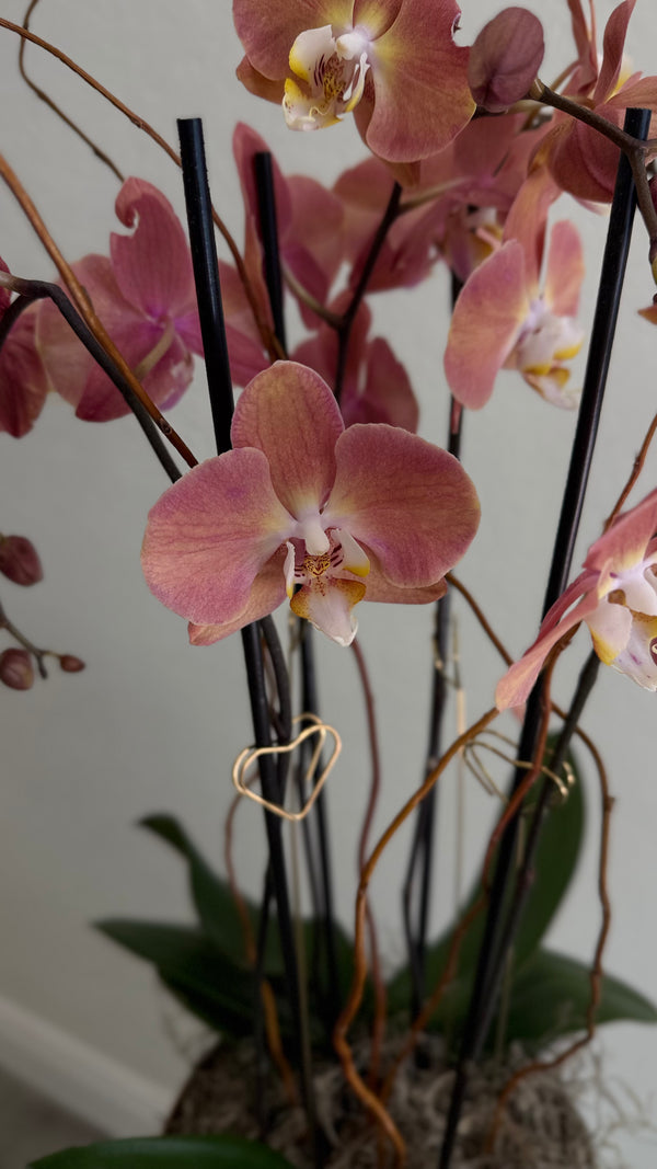 Dusty Rose Phalaenopsis Orchid with Gold Heart