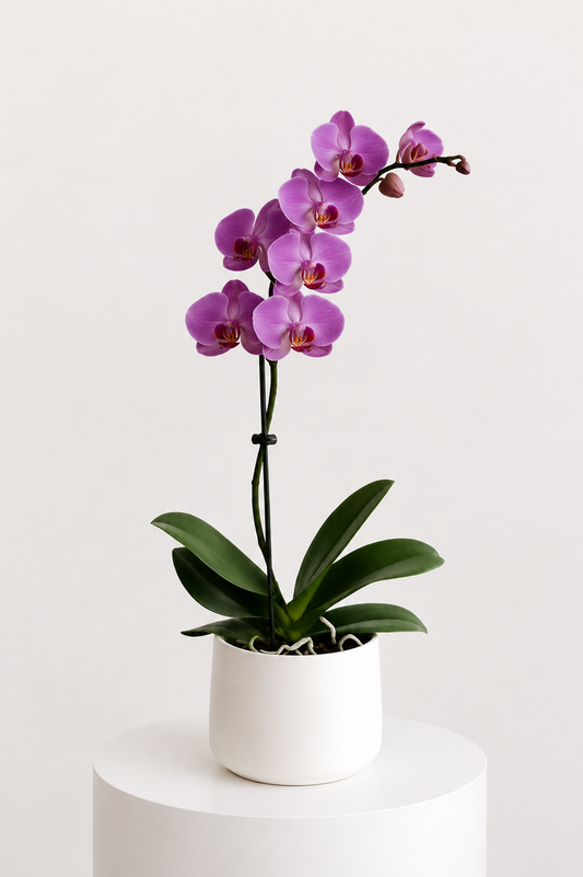 Amethyst Orchid