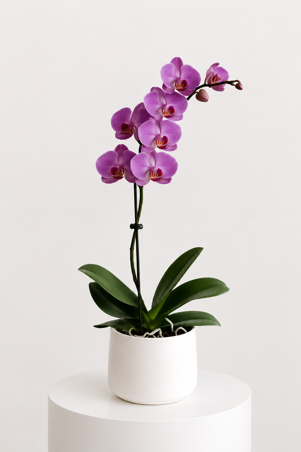 Amethyst Orchid