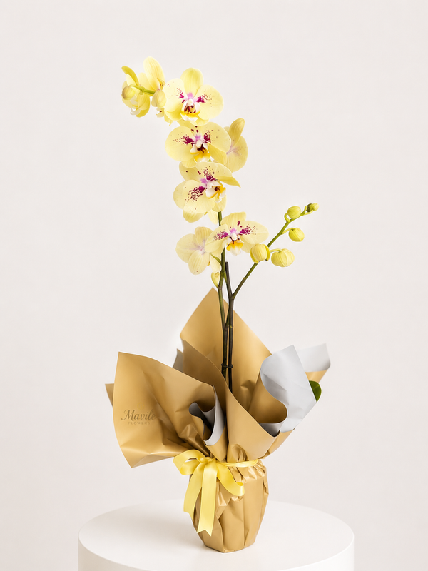 Golden Orchid