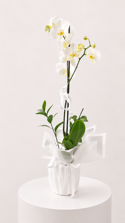 Ivory Orchid