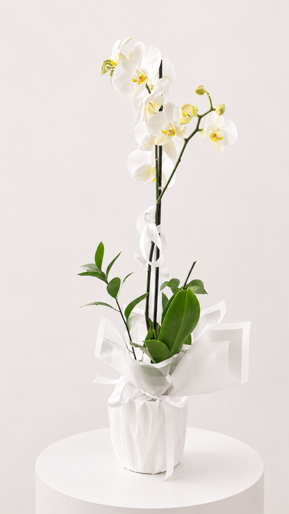 Ivory Orchid