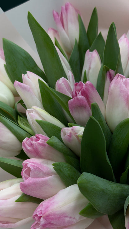 Pink Sorbet | Fresh Bicolor Tulip Hand-Tied Bouquet