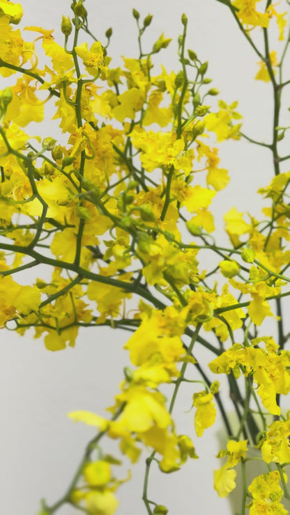 Sunlight Dance: Vibrant Oncidium Orchid Arrangement